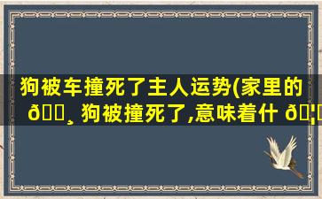 狗被车撞死了主人运势(家里的 🕸 狗被撞死了,意味着什 🦆 么)